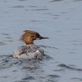 Gänsesäger