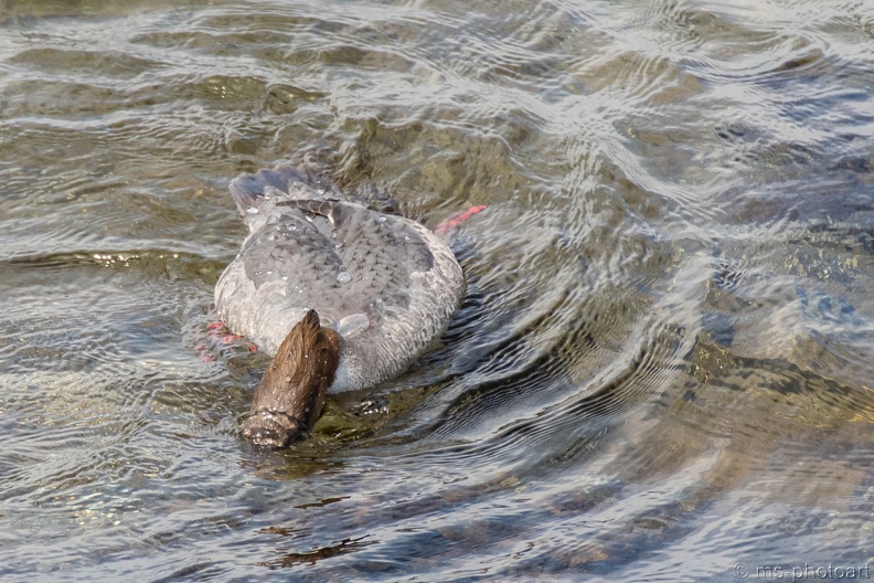 Gänsesäger 12.jpg