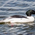 Gänsesäger