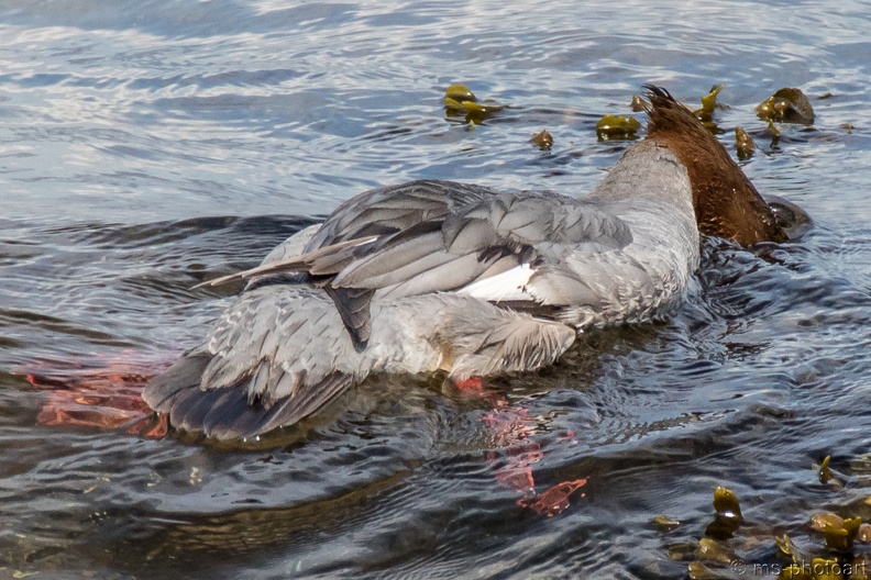 Gänsesäger 18.jpg