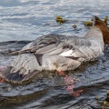 Gänsesäger