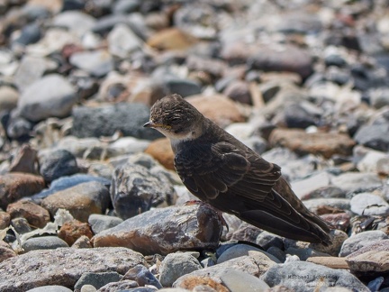 Mauersegler Jungvogel