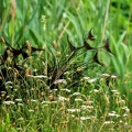 versteckter Pfau