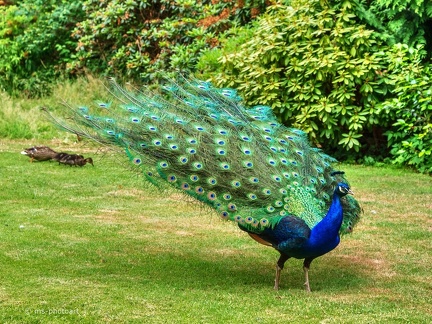 Pfau