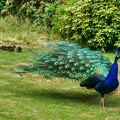 Pfau