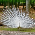 weißer Pfau
