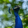 Pfau
