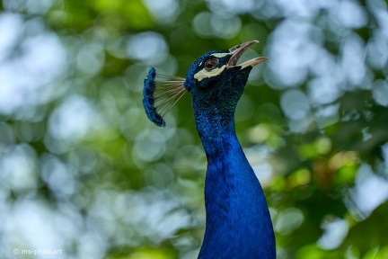 Pfau