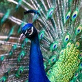 Pfau