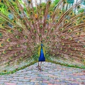 Pfau