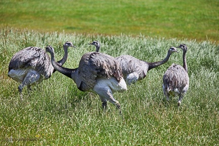 Ringereih mit Nandus