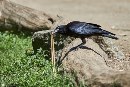 Rabenkrähe mit Stäbchen