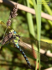 Große Königslibelle