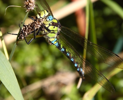 Große Königslibelle