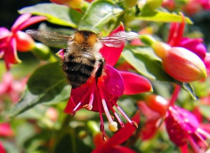 Hummel