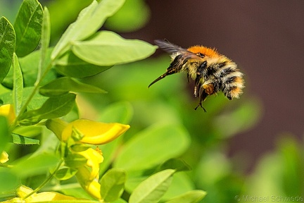 Hummel