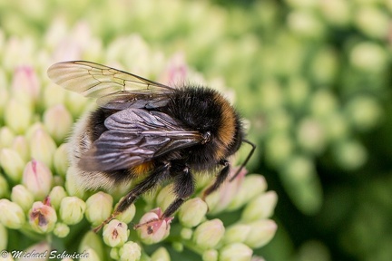 Hummel