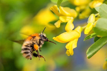 Hummel