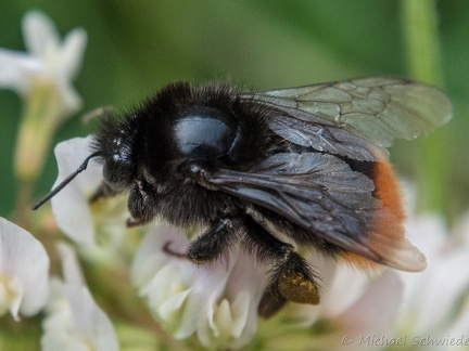 Hummel