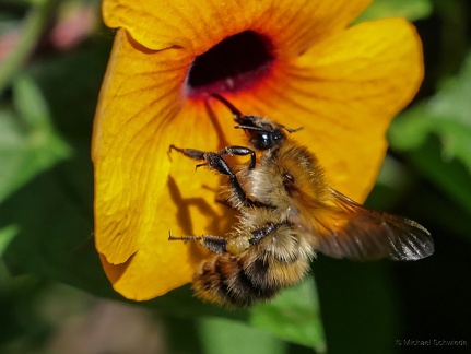 Hummel