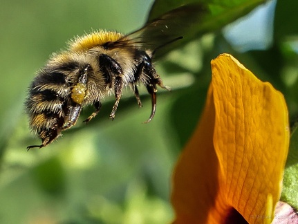 Hummel