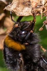 Hummel