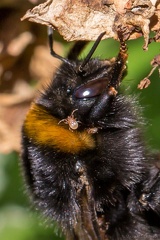 Hummel
