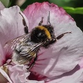 Hummel