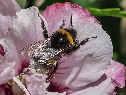 Hummel