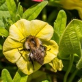 Hummel