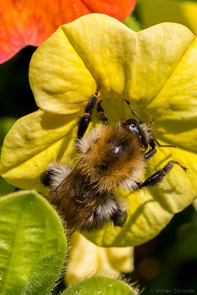hummel 009.jpg