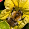 Hummel