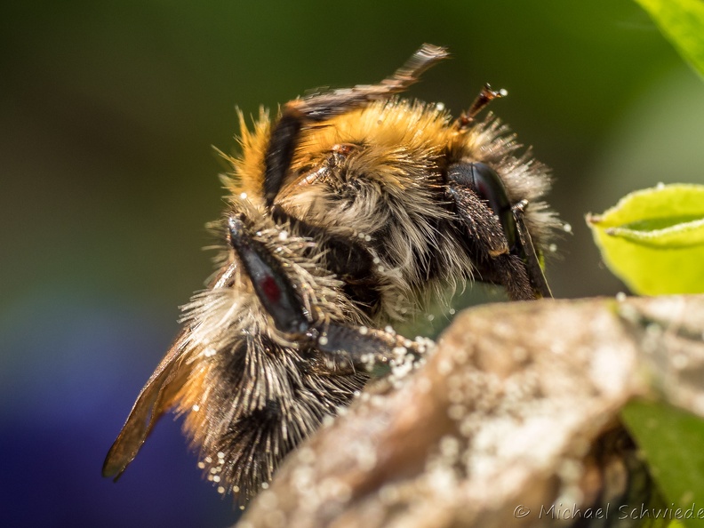 Hummel 010.jpg