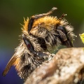 Hummel