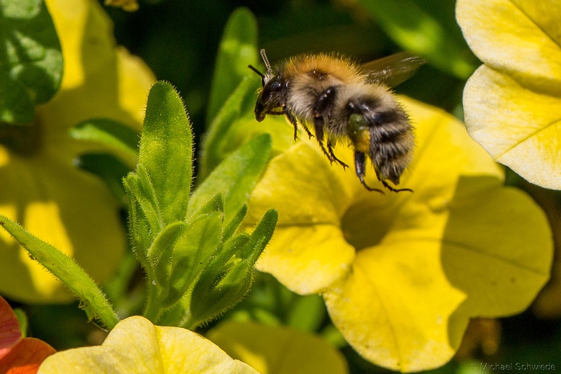 hummel 010a.jpg