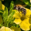 Hummel