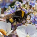 Hummel