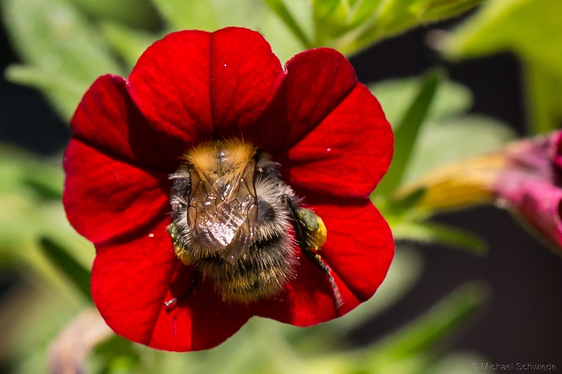 hummel 012.jpg
