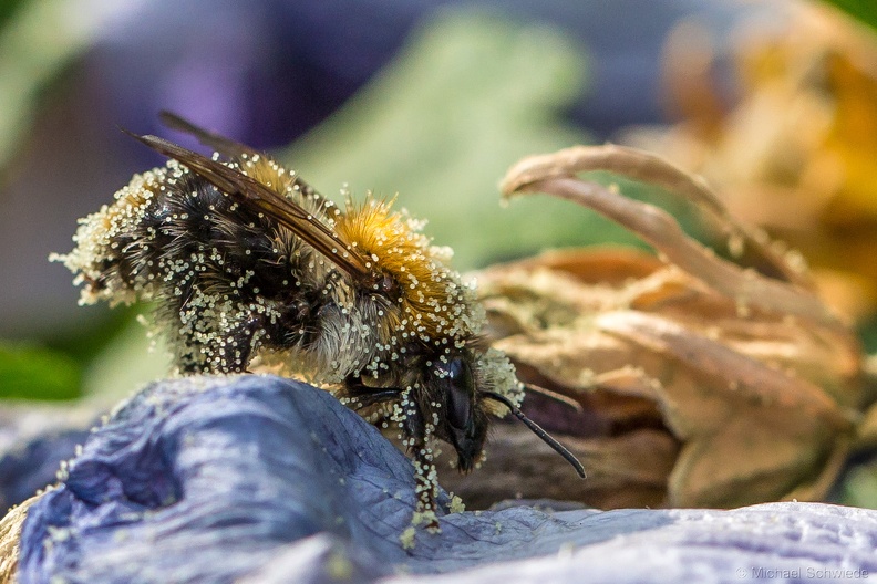 hummel 015.jpg