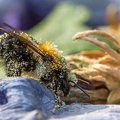 Hummel