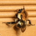Hummel