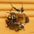 Hummel