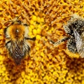Hummel