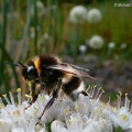 Hummel